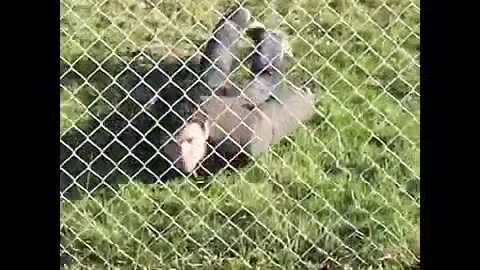 Animal jump