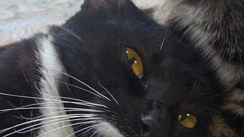 Black cat