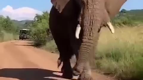 Elephant Dancing| Baby Elephant funny