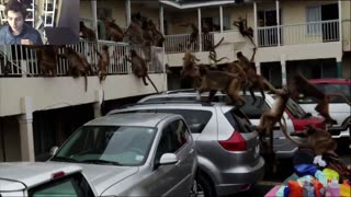 Outtake #1,084 Of Over 3 Monkeys Roam Around A Motel Fake Funny Parody Video With Live Commentary