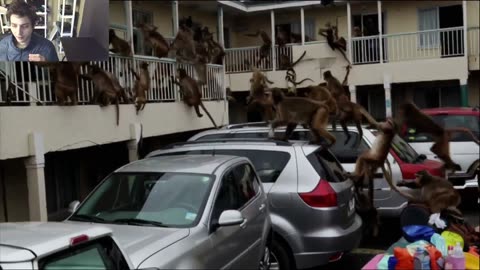 Outtake #1,084 Of Over 3 Monkeys Roam Around A Motel Fake Funny Parody Video With Live Commentary