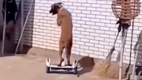 Funny cat's and dogs