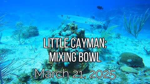 Little CayMan - Mixing Bowl - Friday, March 21, 2025