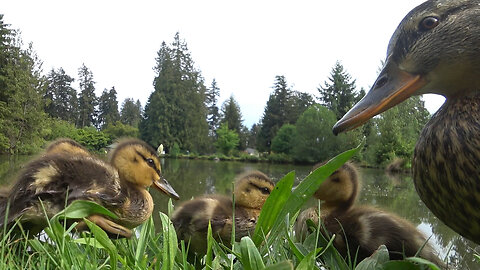 Ducklings With Mama And Dad Duck