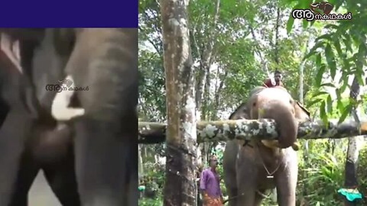 സാധുവിനായി കാട്ടിൽ തിരച്ചിൽ ആരംഭിച്ചു, ആന കാടിറങ്ങി വരുമെന്നു പ്രതീക്ഷ _ Puthuppally sadhu attack