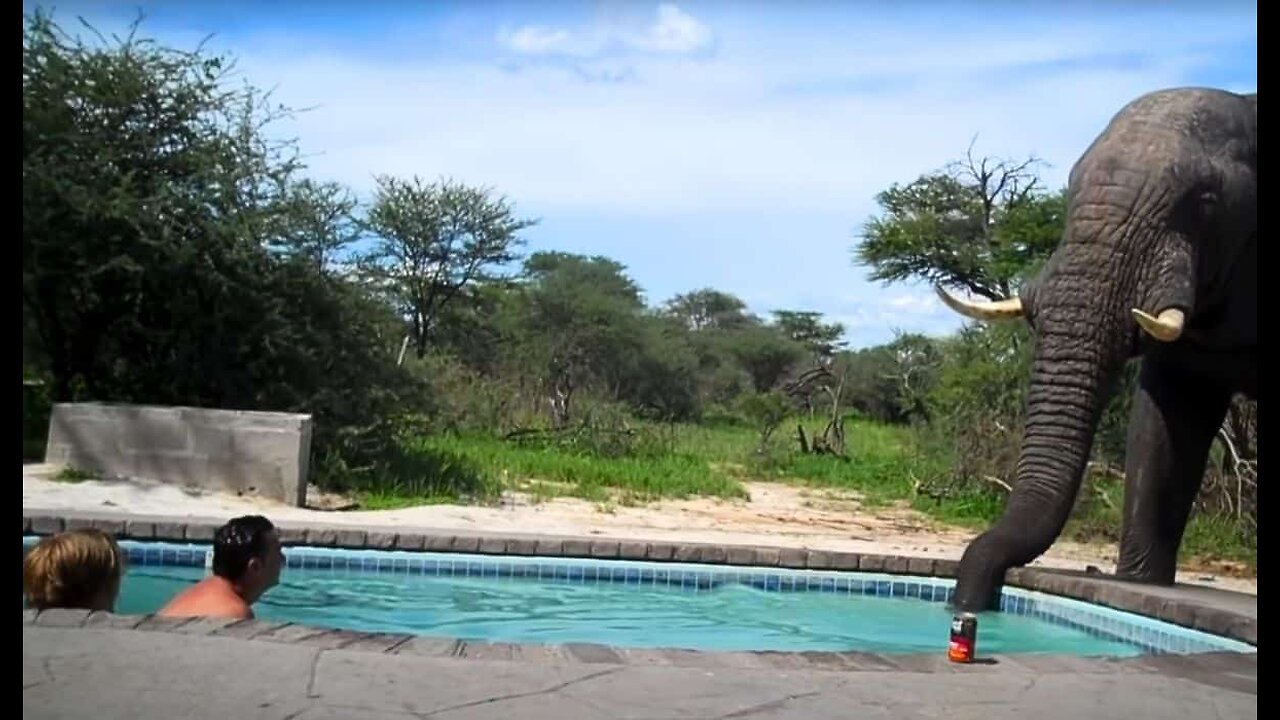 Interesting Animal Moments Caught On Camera P2