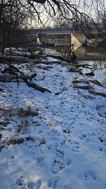 Duck Couple Chilling on the Bank of Salt Creek