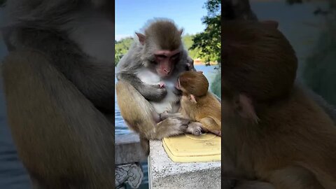 Close-up of mother monkey fighting to suck milk with her baby