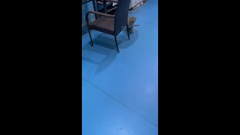 waw