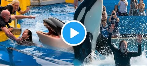 Tragic Final Moments of Orca Trainer Jessica Radcliffe