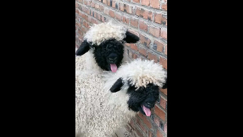 Happy sheep 🐑