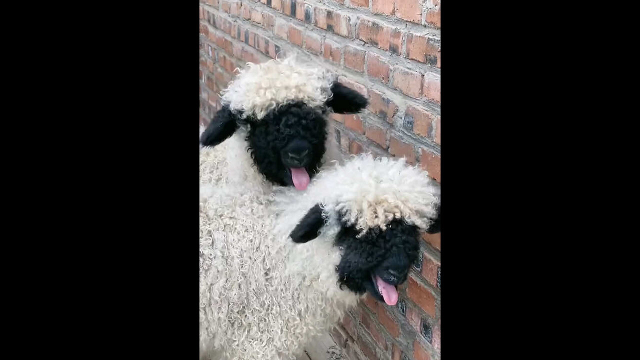 Happy sheep 🐑