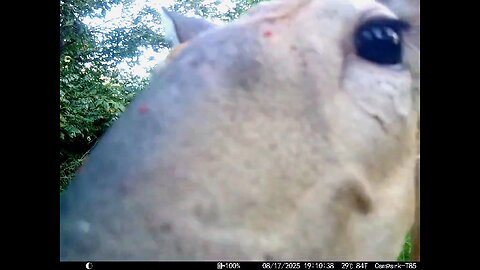 Deer Cam 08 17 2025 Doe Close. Game Cam Trail Cam