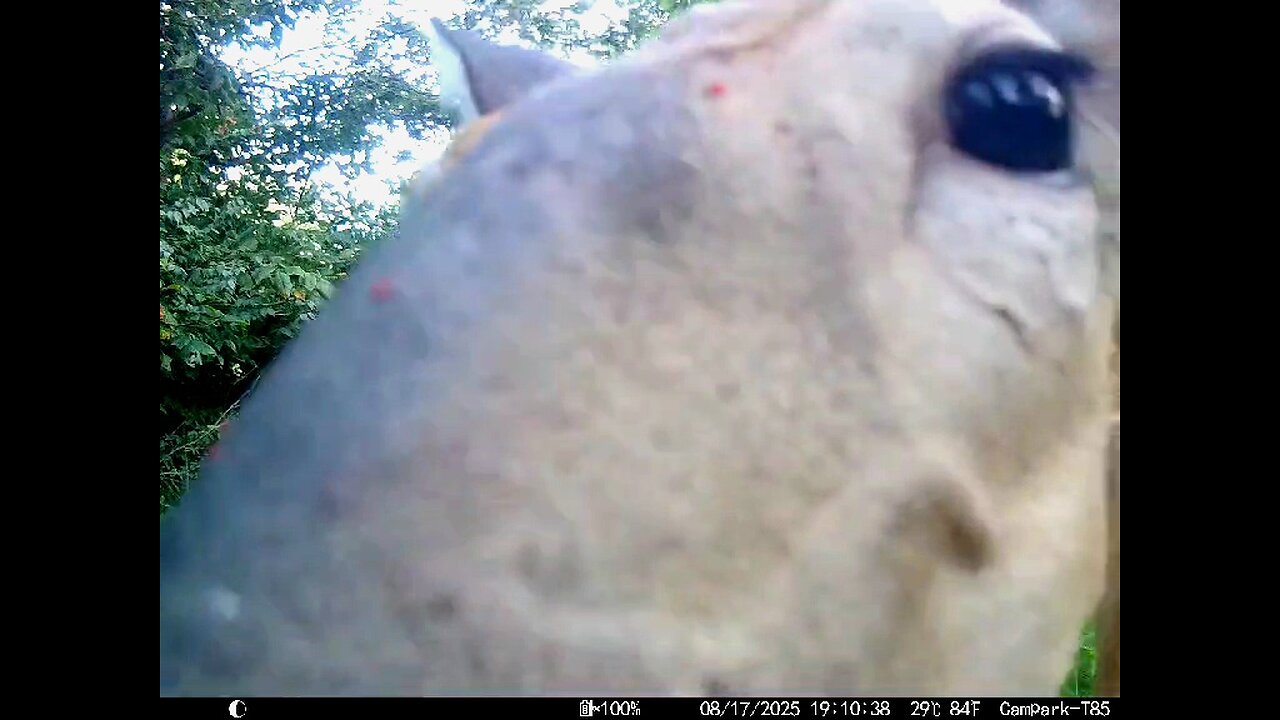 Deer Cam 08 17 2025 Doe Close. Game Cam Trail Cam