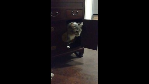 Cat in a cabinet. always up to mischief.