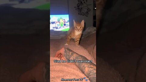 Funny animals 2024😂- Funniest Cats and Dogs Video😹🐶 #2