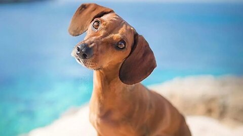 Miniature Dachshund | Funny Dachshund Dog Instagram Videos | Try Not To Laugh Dog Videos compilation