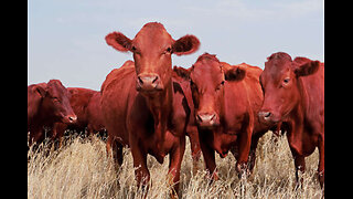 Red Heifer Sacrificed!