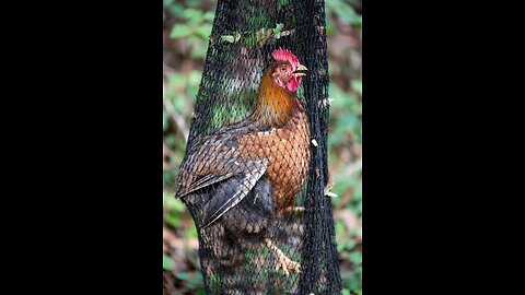 😂🐔 Hen Walks Into Her Own Net Trap!