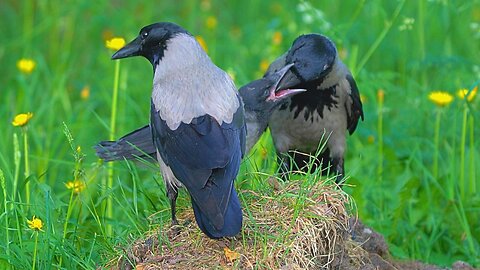 Hooded Crow Baby Fledgling Has a Quick Snack