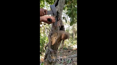 The monkey played hide-and-seek in a tree hole and amused the audience