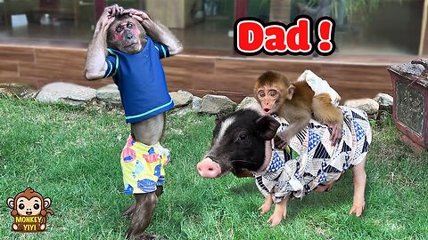 The most touching moments as YoYo Jr 's adoptive dad with baby monkey YiYi