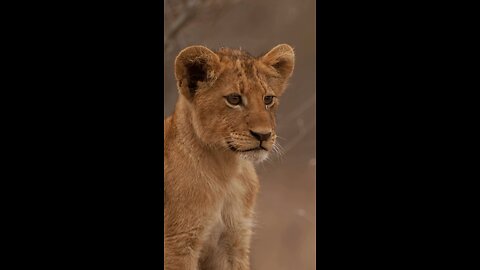 How Curious Was This Cub