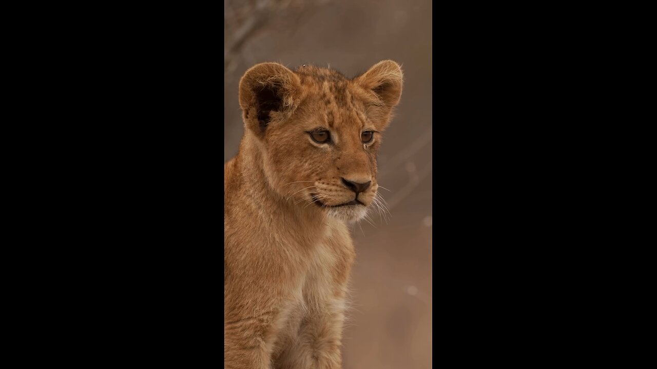 How Curious Was This Cub
