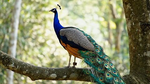 The Stunning Beauty of a Peacock's Feathers"