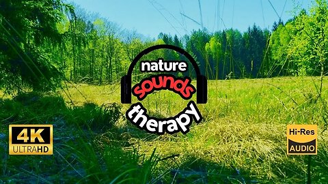 Magic of the Polish Forest; Cuckoo, Morning Birdsong & Roe Deer Bark Relaxing Nature Sounds
