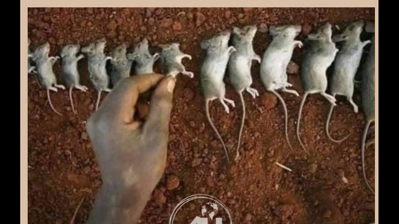 Das "Universum 25" Mäuse Experiment und die Rolle der Menschen!