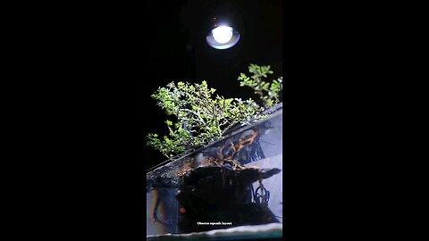 “The Light Inside My Darkness”