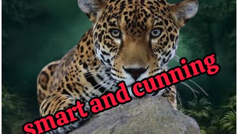 smart and cunning