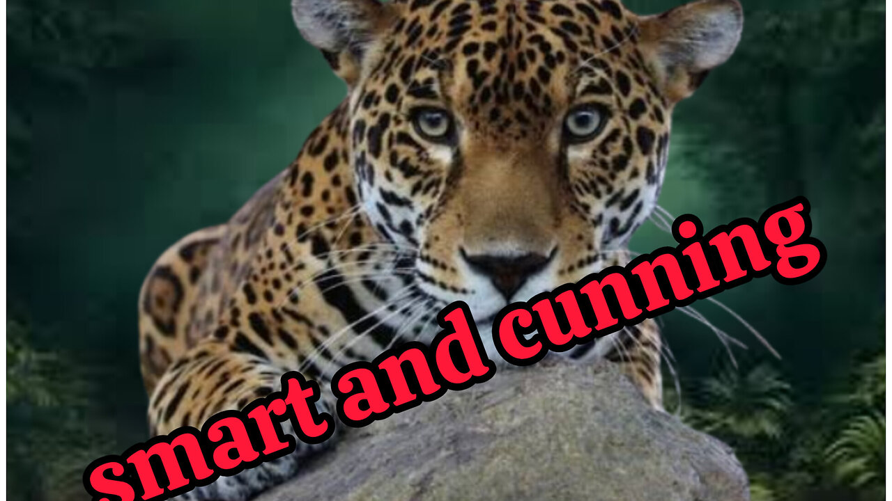 smart and cunning