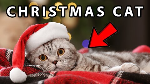 URGENT: Christmas Cat Is In TROUBLE