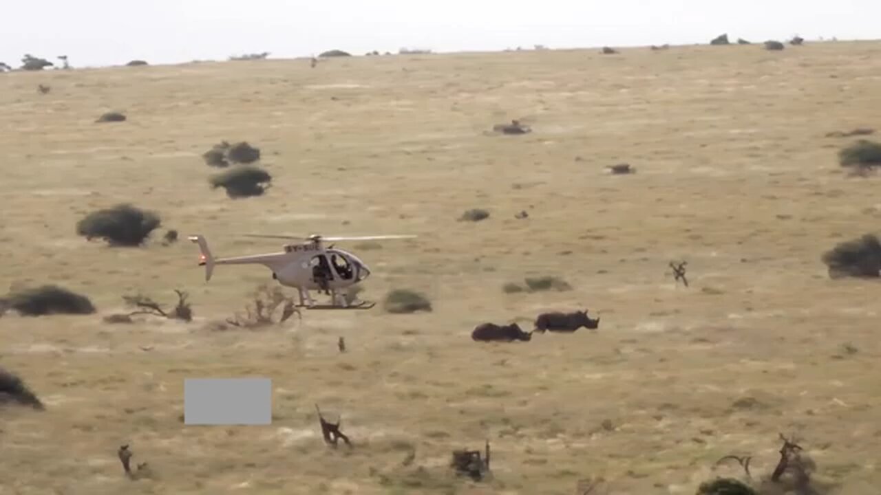 Kenya completes week-long ear-notching to protect rhinos