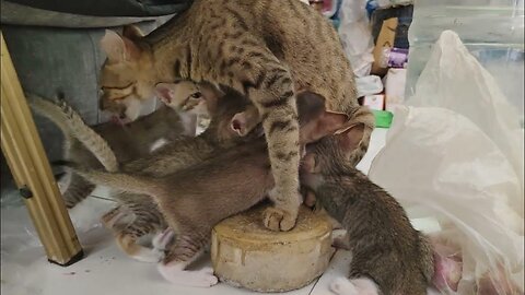 Nursing Cat Has Kittens Drink Milk from a Plate