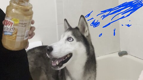 How not to bathe a Husky!