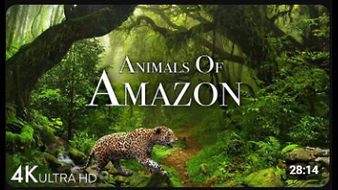 Animals of Amazon 4K - Animals That Call The Jungle Home | Amazon Rainforest