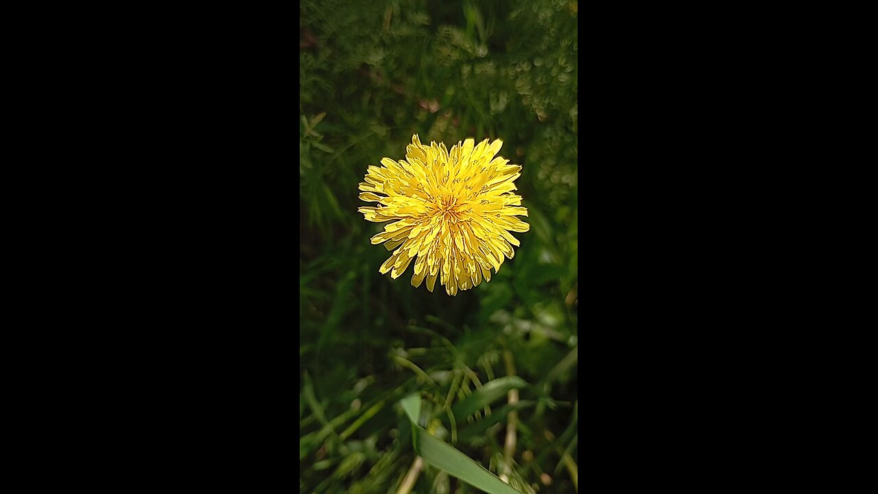 یک آهنگ ماندگار از مهستی عزیز