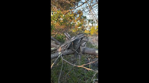 Identify the birds.