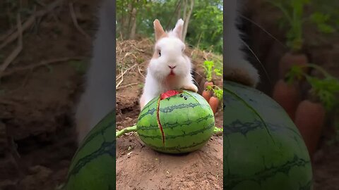 The little rabbit eats watermelon and his mouth turns red. Cute pet debut plan. Rabbit. Rural cu