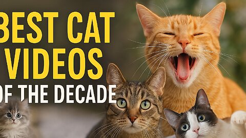 Best Cat Videos of the Decade: The Ultimate Compilation You Can’t Miss!