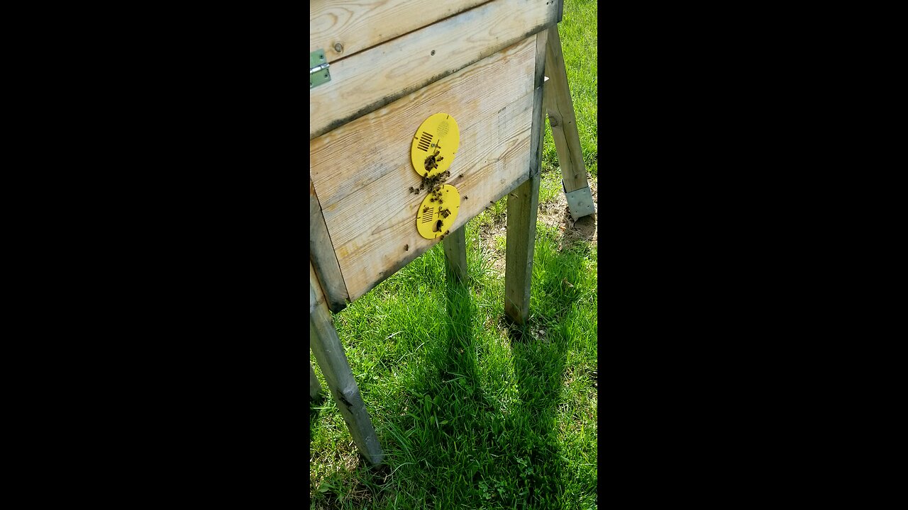 Layens hive #1 4.21.25