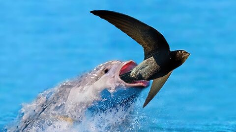 Fish vs Bird - Fish That Eat Birds