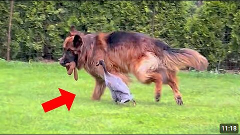 Hilarious GERMAN SHEPHERDS Encounters with Small Animals 🤣 Funniest Animals Video.
