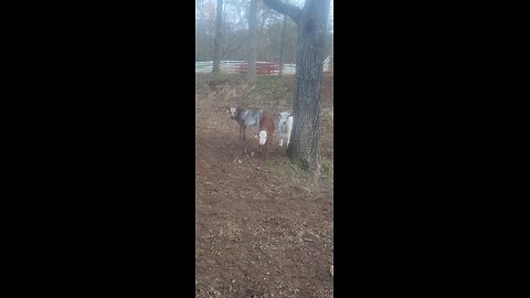 Shorthorn Plus Steer Calves Under 4 Weeks Old | Real Farm Life