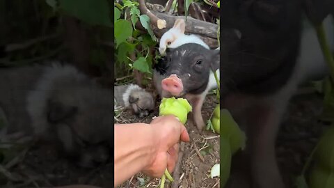 Bajie carries a rabbit on his back and eats ginseng fruit. Cute pet rabbit in the countryside.