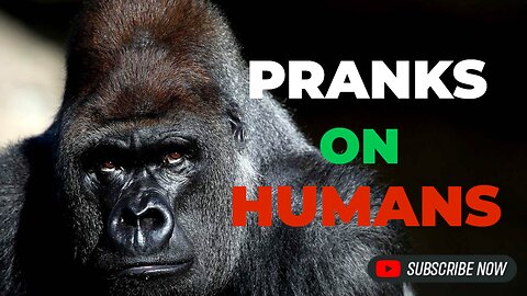 What if Bigfoot was real... and just wanted to mess with people?