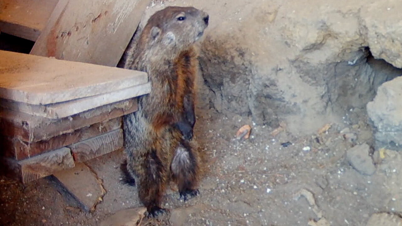 Woodchuck Chewing Wood